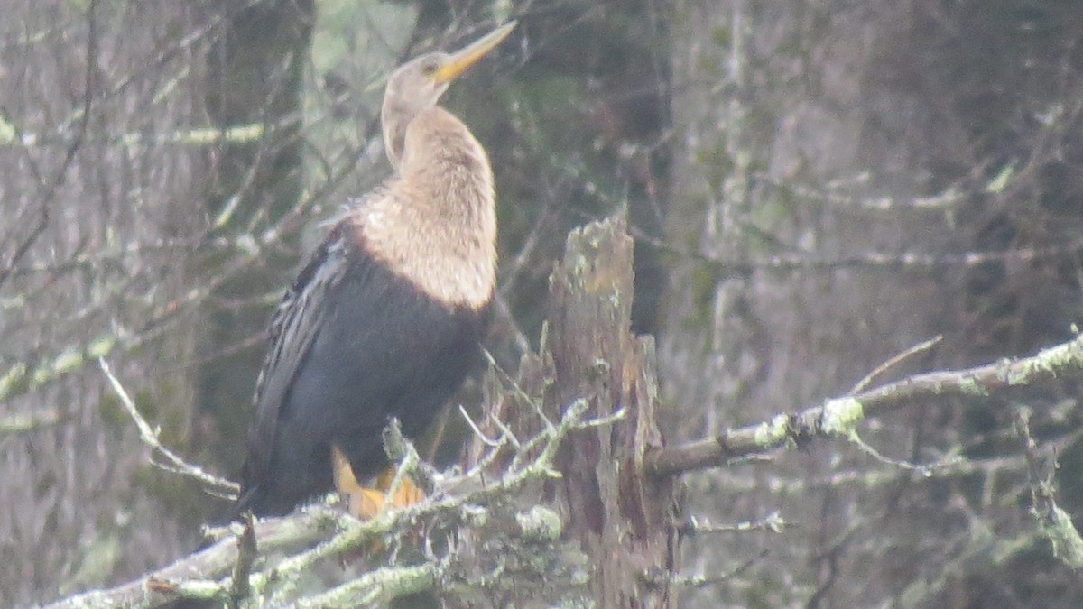 Anhinga - ML625430538