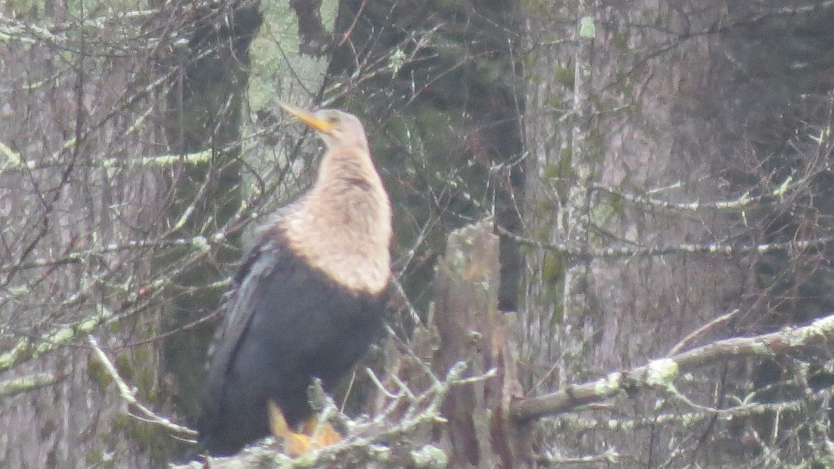 Anhinga - ML625430564