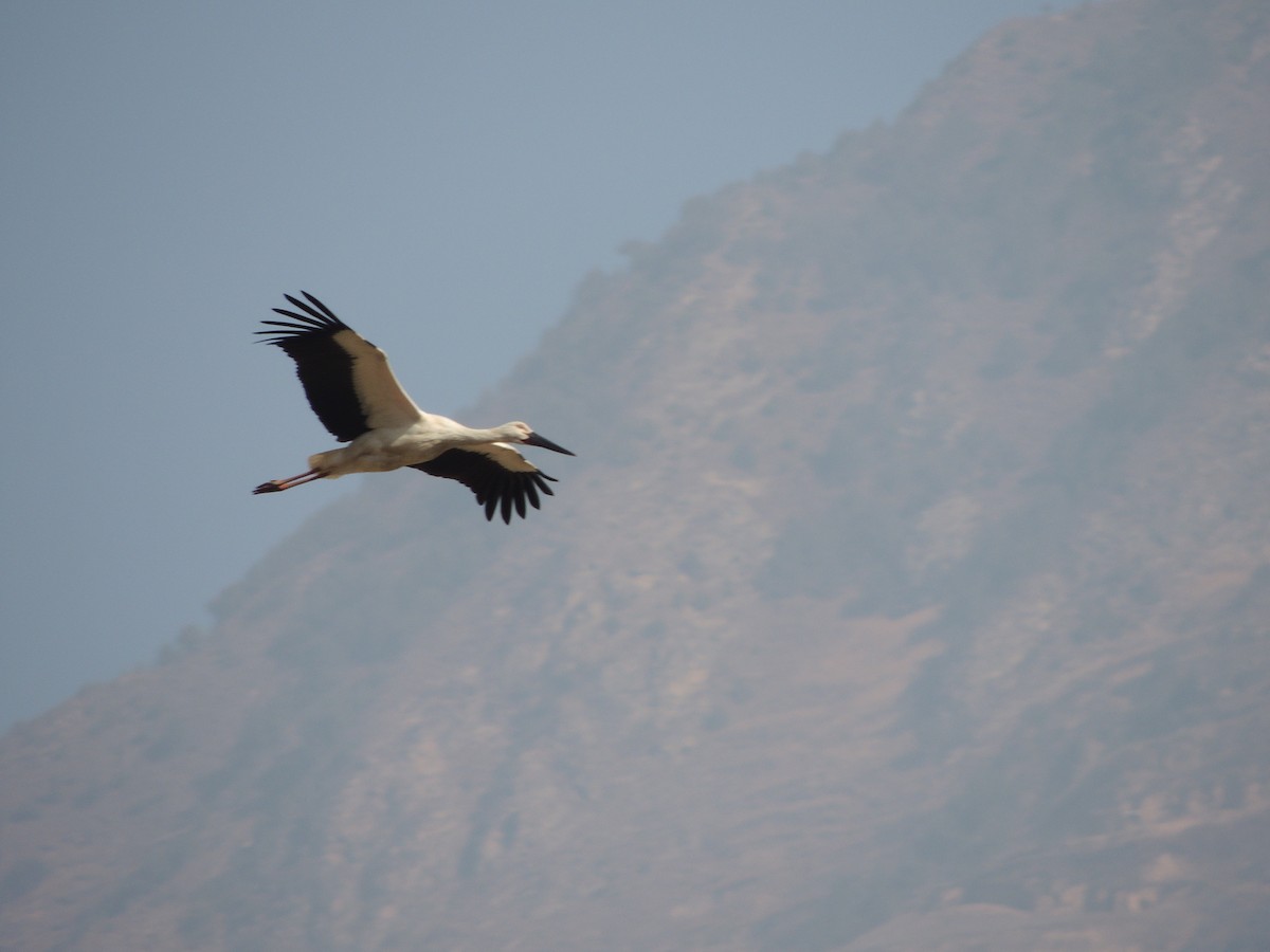 Oriental Stork - 山雀 长尾