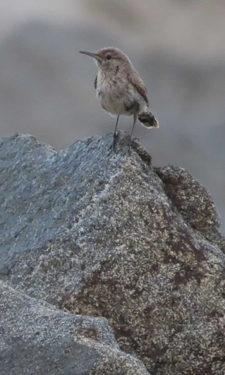 Rock Wren - ML625430663