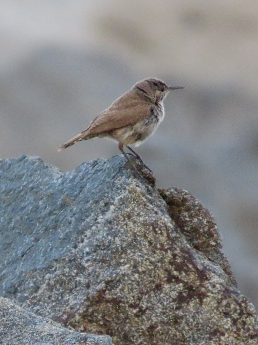 Rock Wren - ML625430664