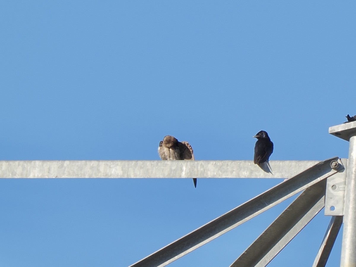 Purple Martin - ML625430854