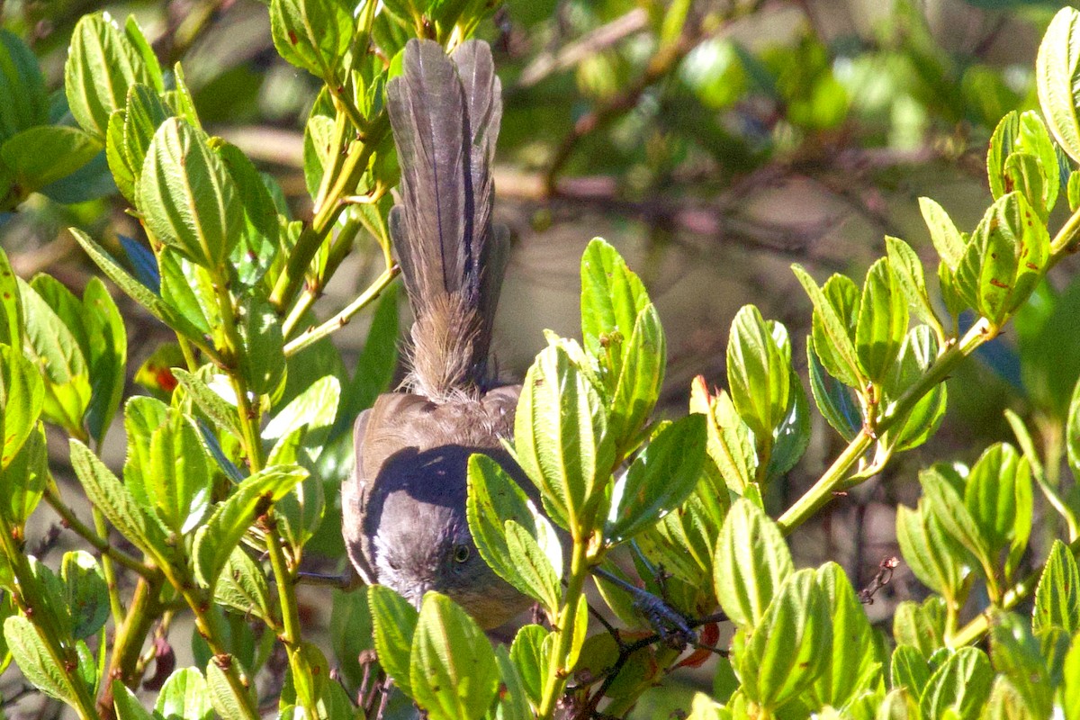 Wrentit - ML625430919