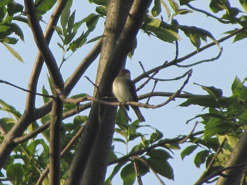 Alder Flycatcher - ML62543101