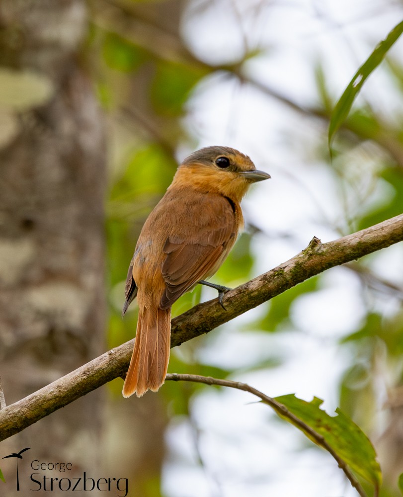 Chestnut-crowned Becard - ML625431036