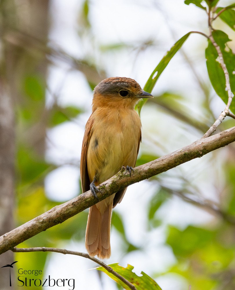 Chestnut-crowned Becard - ML625431037