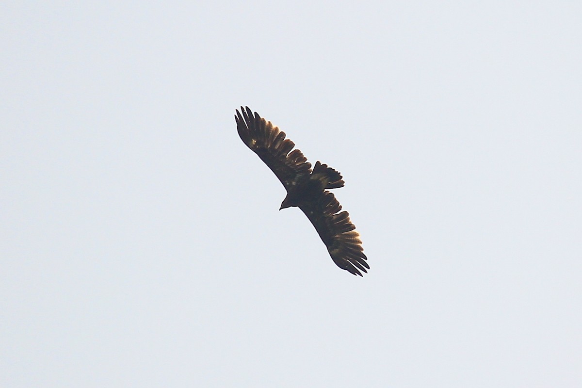 Greater Spotted Eagle - ML625431210