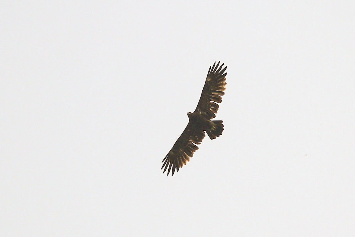 Greater Spotted Eagle - ML625431211
