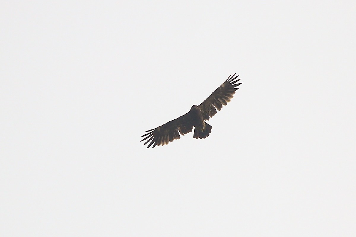 Greater Spotted Eagle - ML625431212