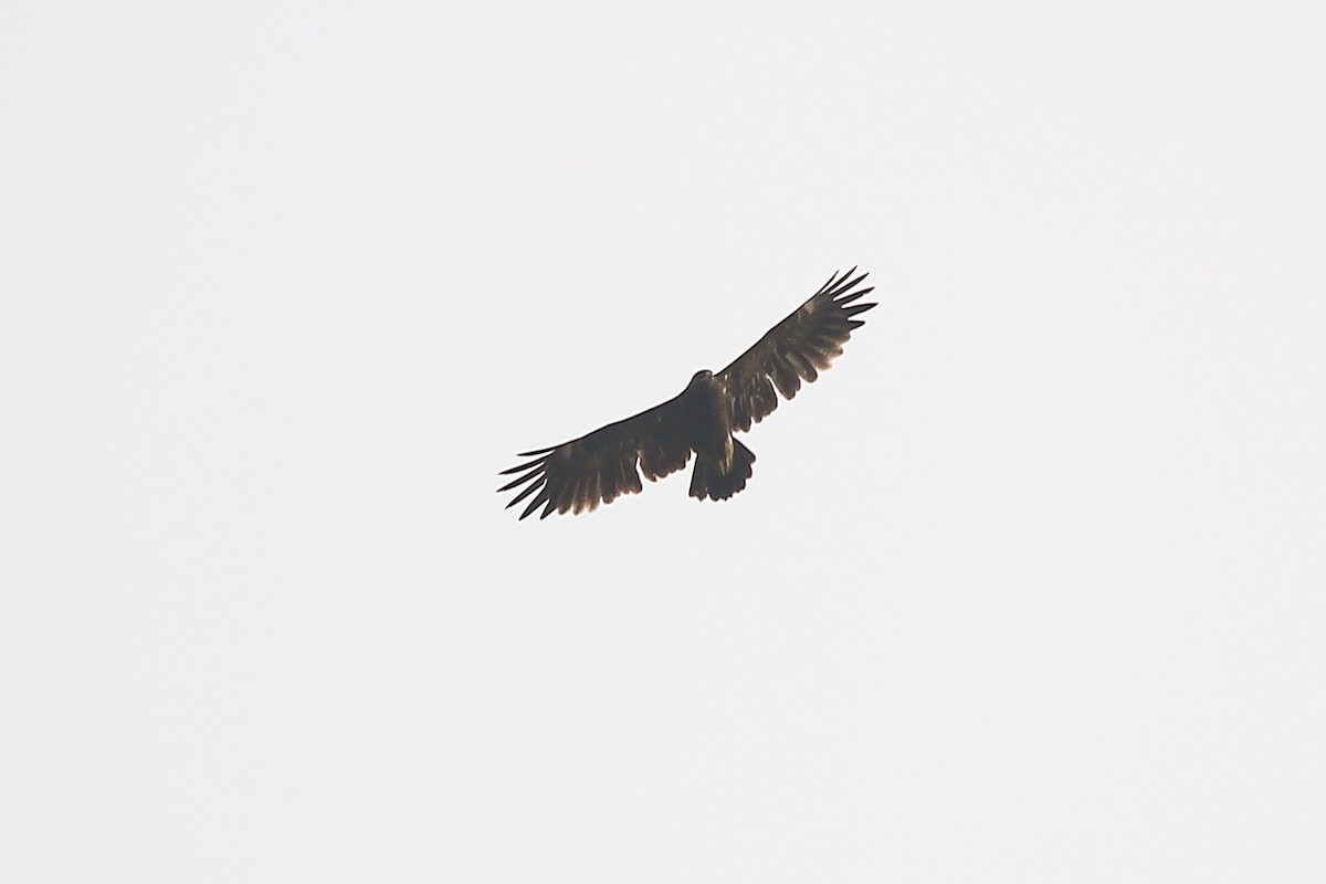 Greater Spotted Eagle - ML625431213