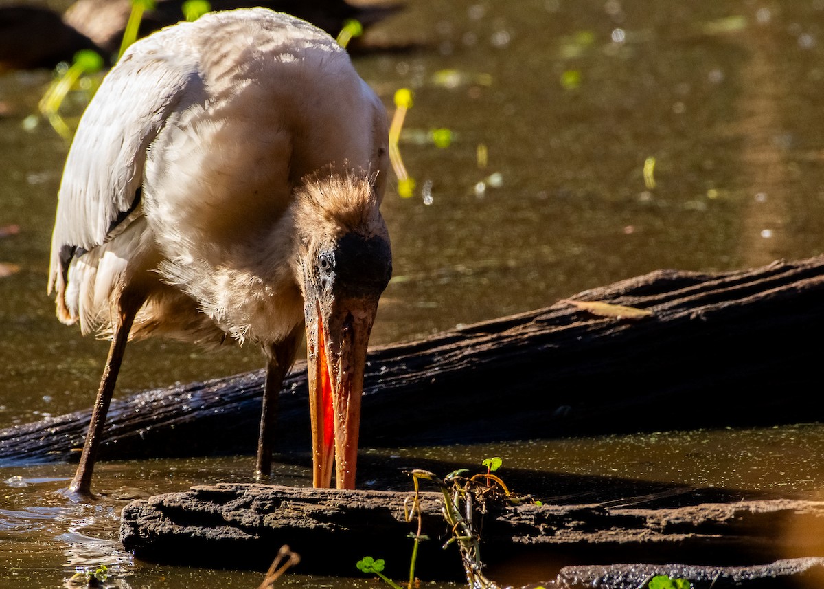 Wood Stork - ML625431342