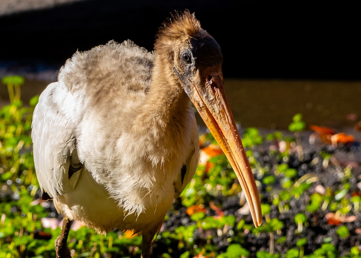 Wood Stork - ML625431344
