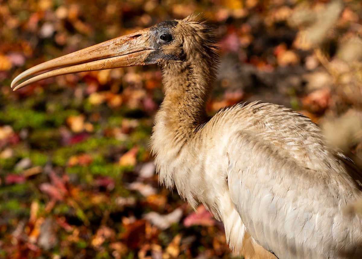 Wood Stork - ML625431345