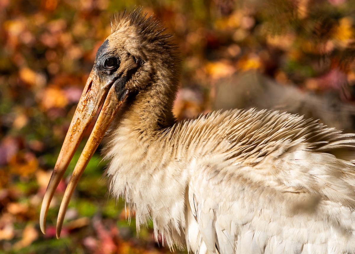 Wood Stork - ML625431347