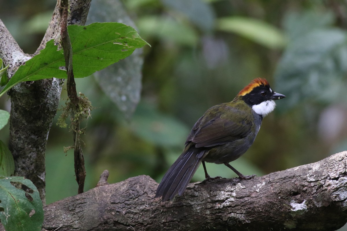 Chestnut-capped Brushfinch - ML625431348