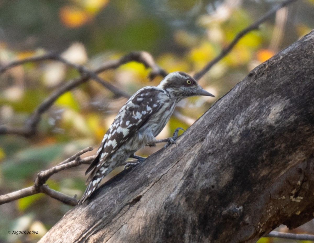 Brown-capped Pygmy Woodpecker - ML625431349