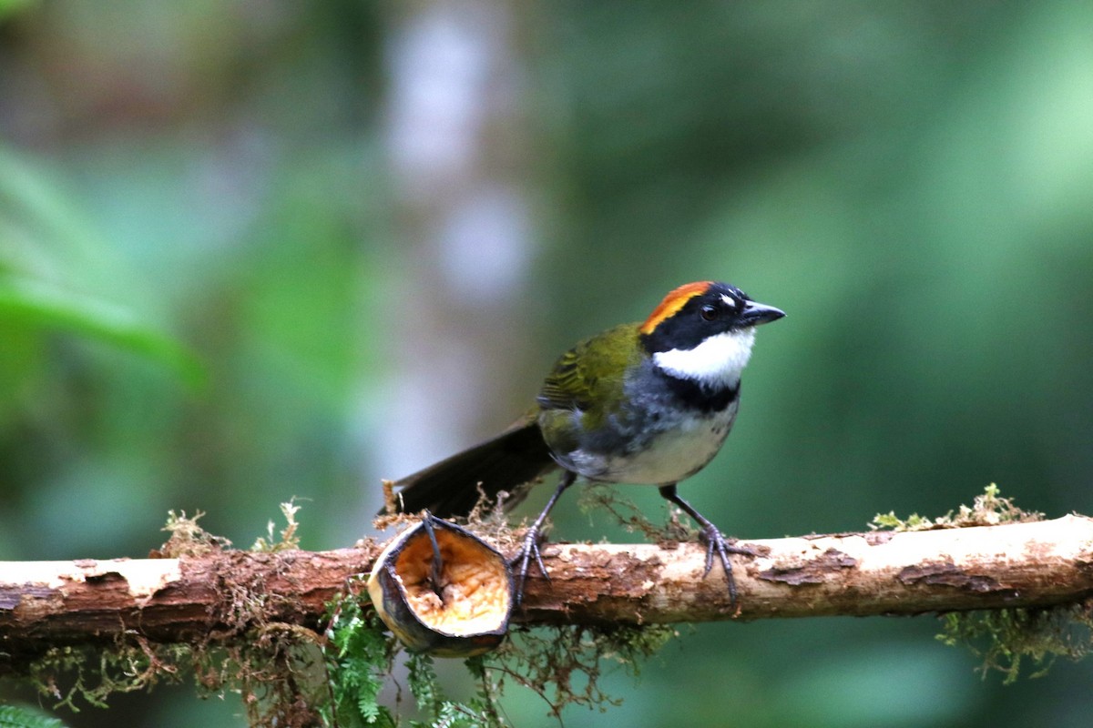 Chestnut-capped Brushfinch - ML625431356