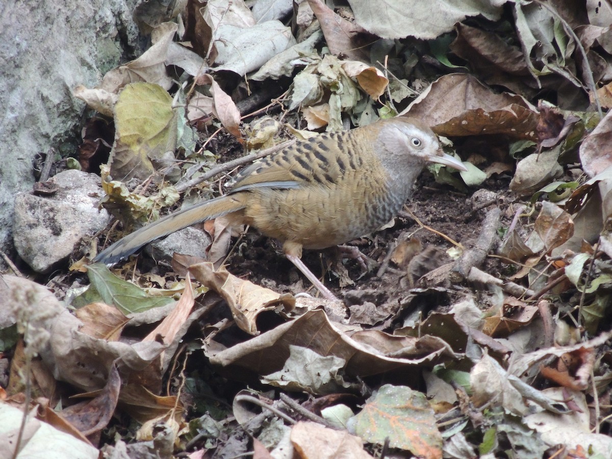 Barred Laughingthrush - ML625431381
