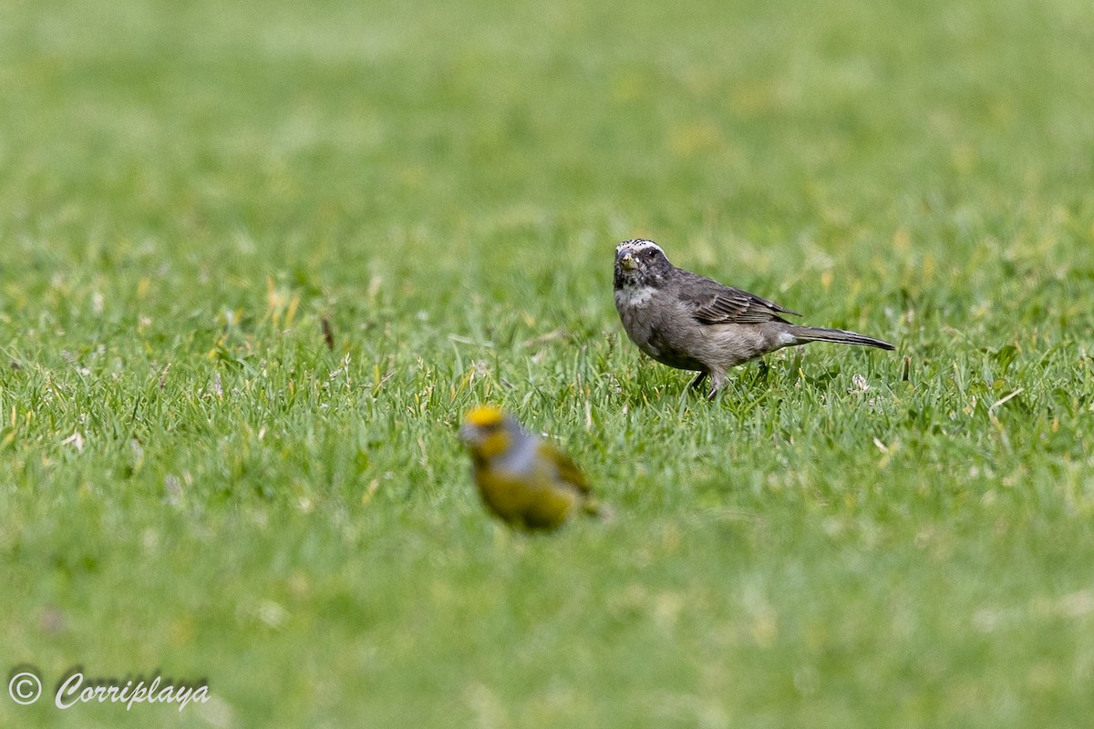 Streaky-headed Seedeater - ML625431536