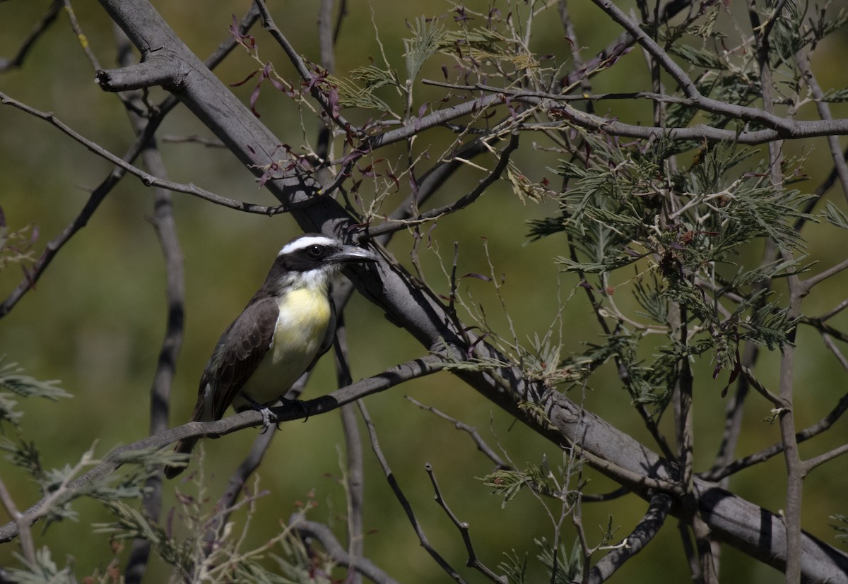 Boat-billed Flycatcher - ML625431618