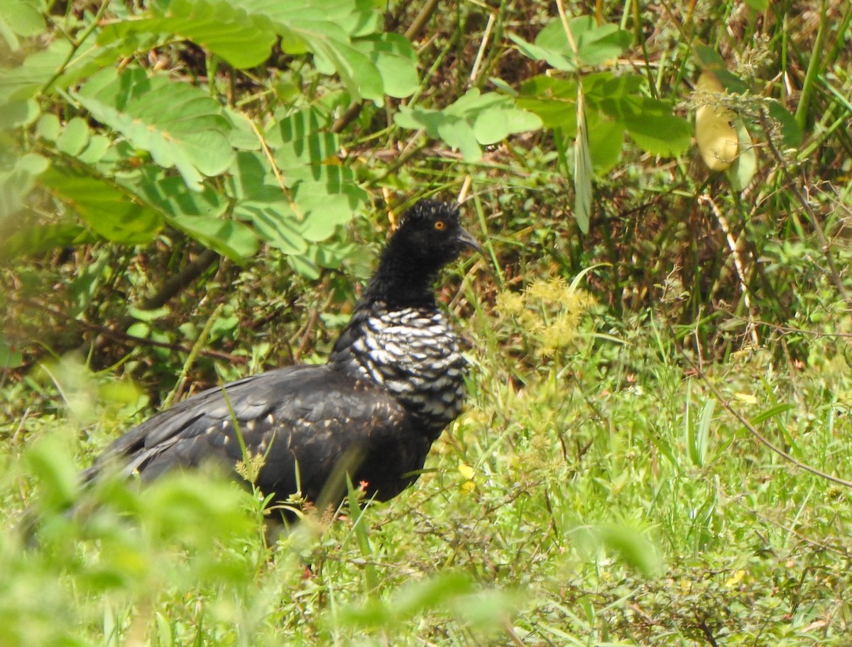 Horned Screamer - ML625431719