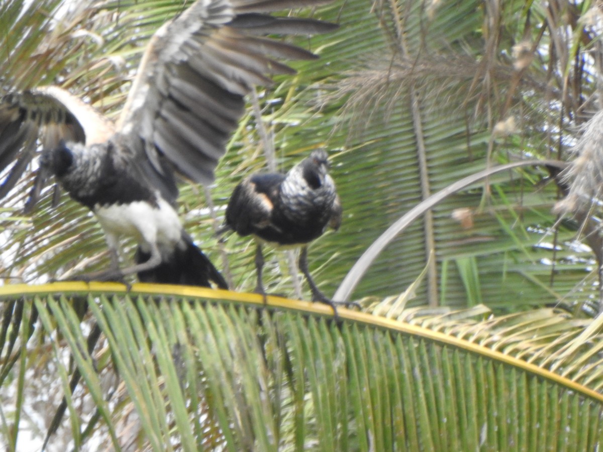 Horned Screamer - ML625431720