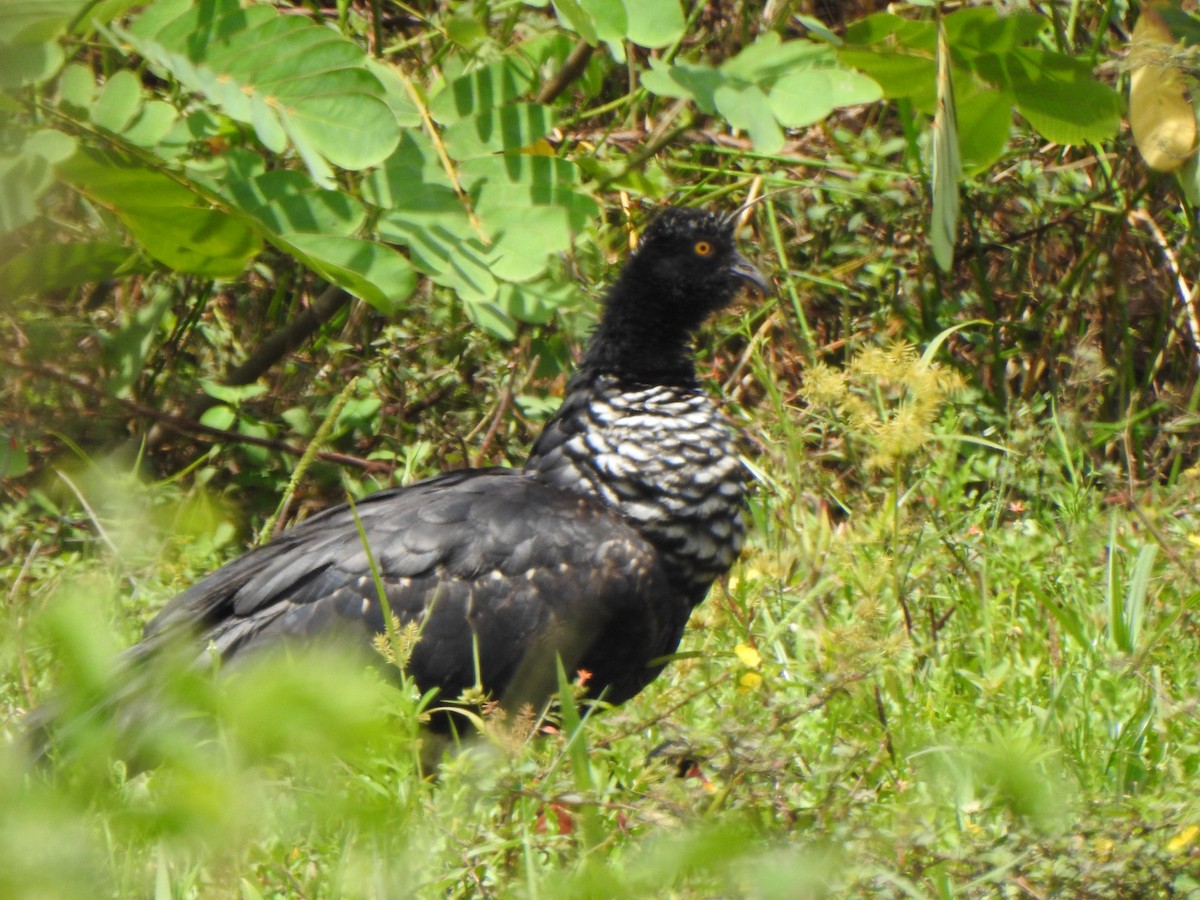 Horned Screamer - ML625431721