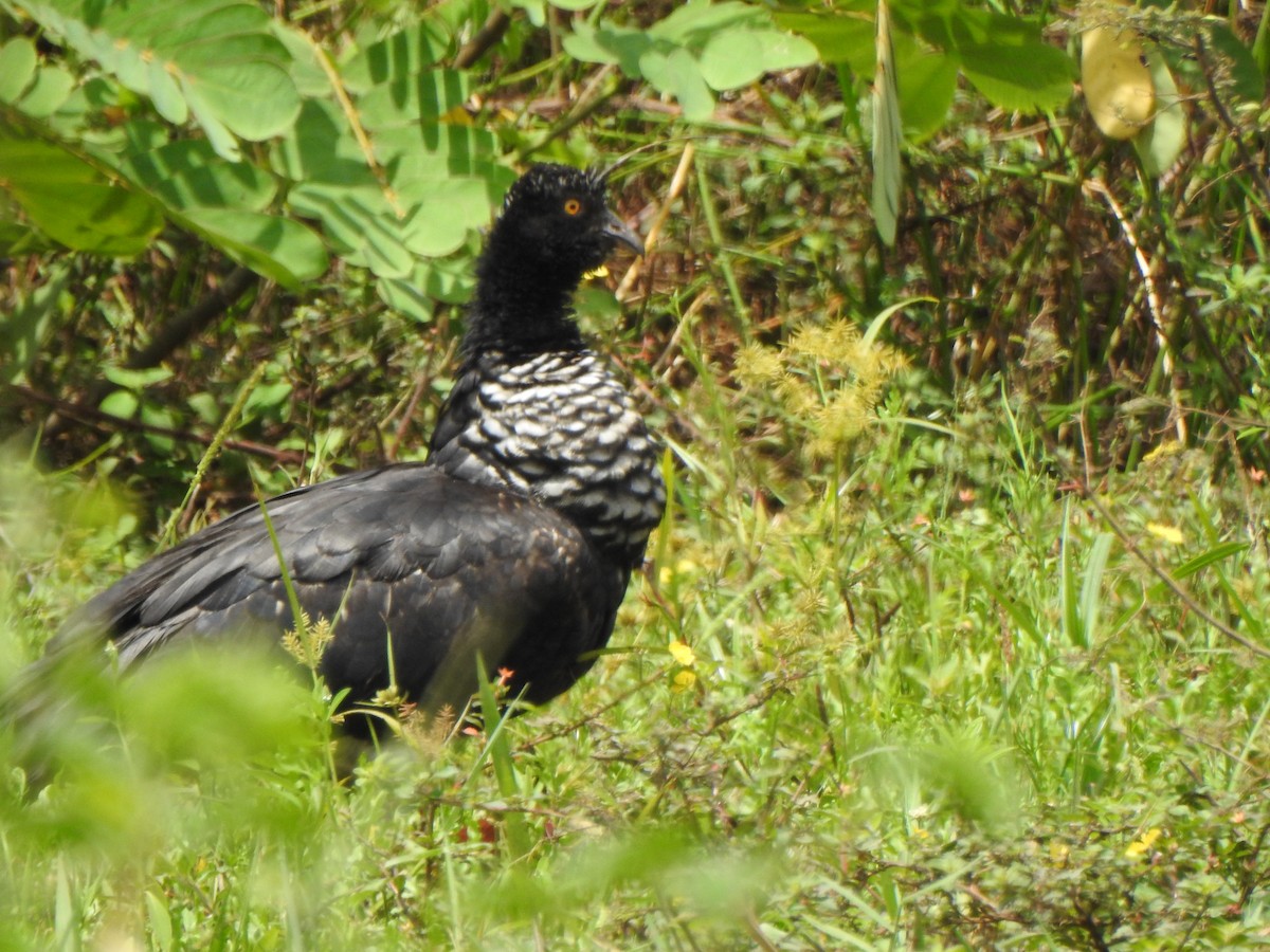 Horned Screamer - ML625431722