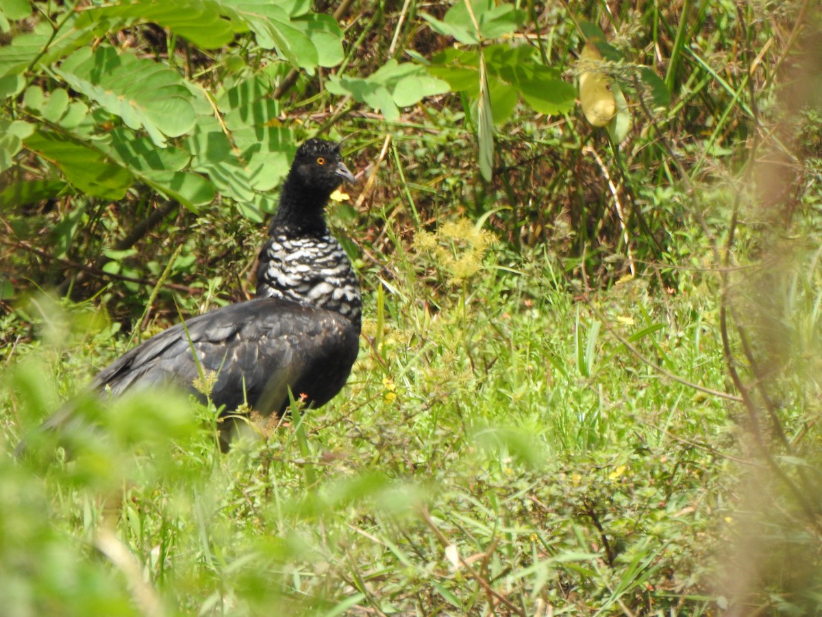 Horned Screamer - ML625431723