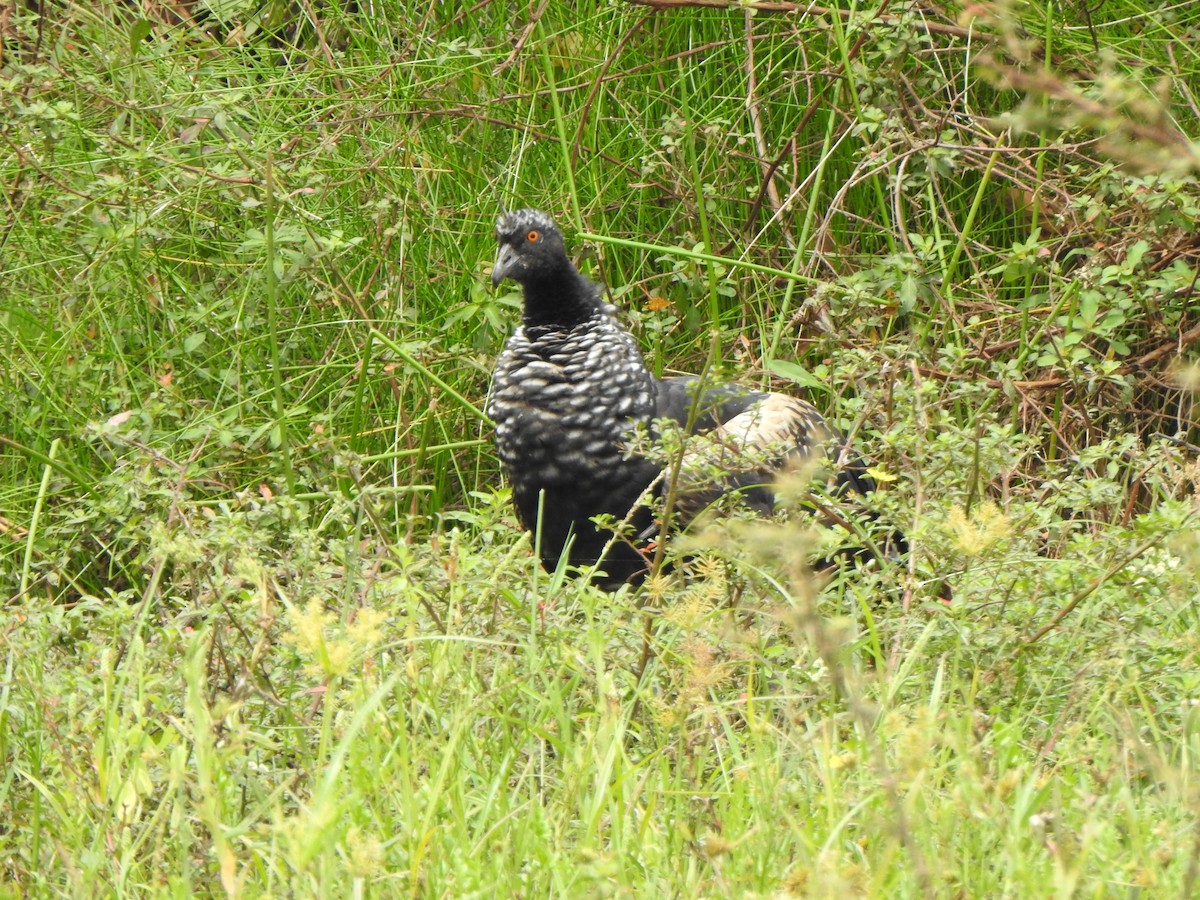 Horned Screamer - ML625431724