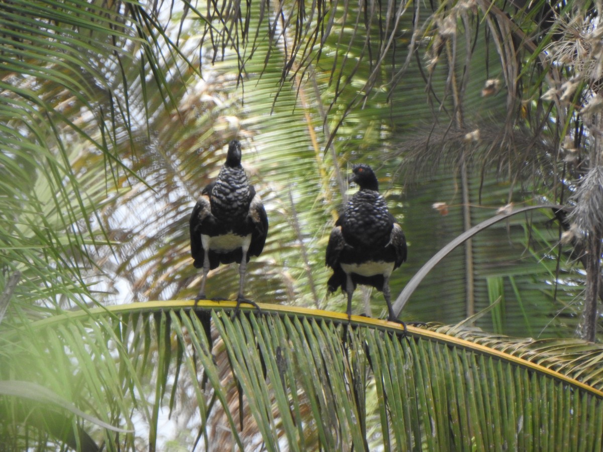 Horned Screamer - ML625431725