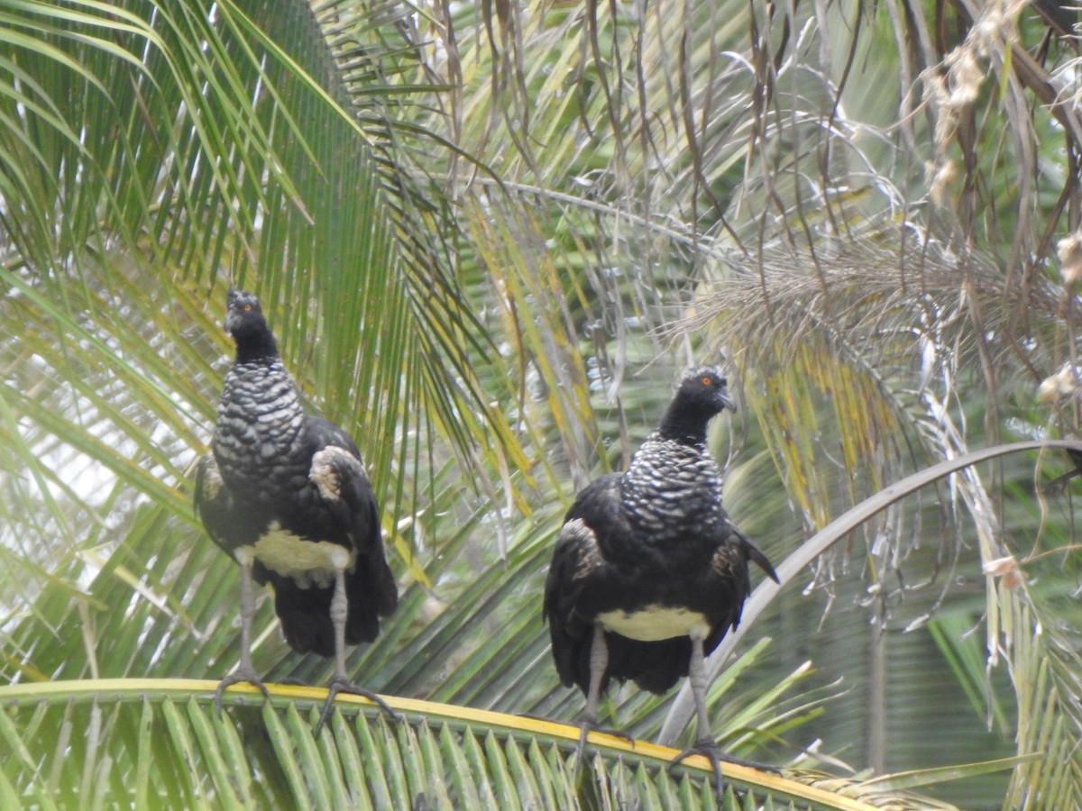 Horned Screamer - ML625431726