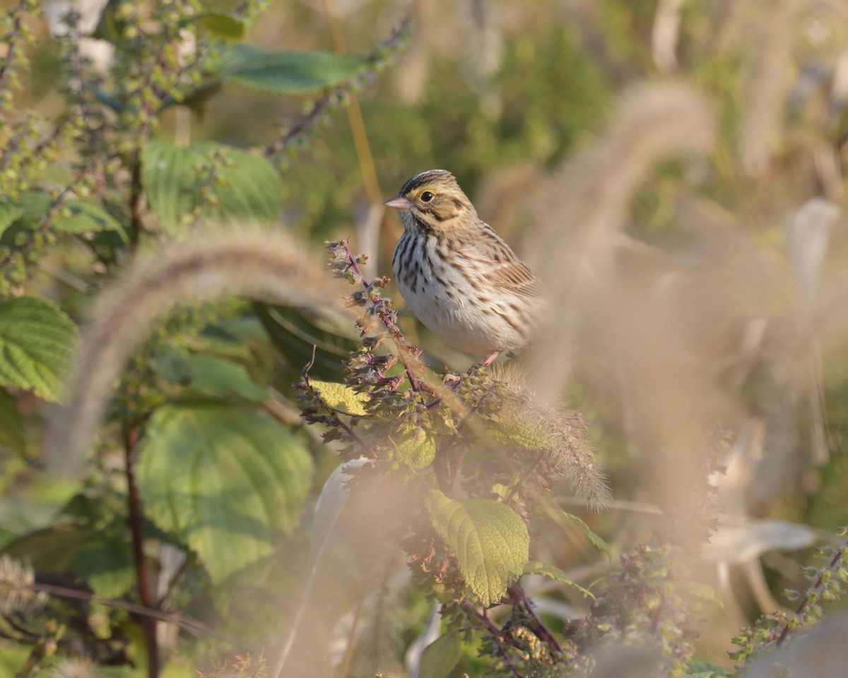 Savannah Sparrow - ML625431774