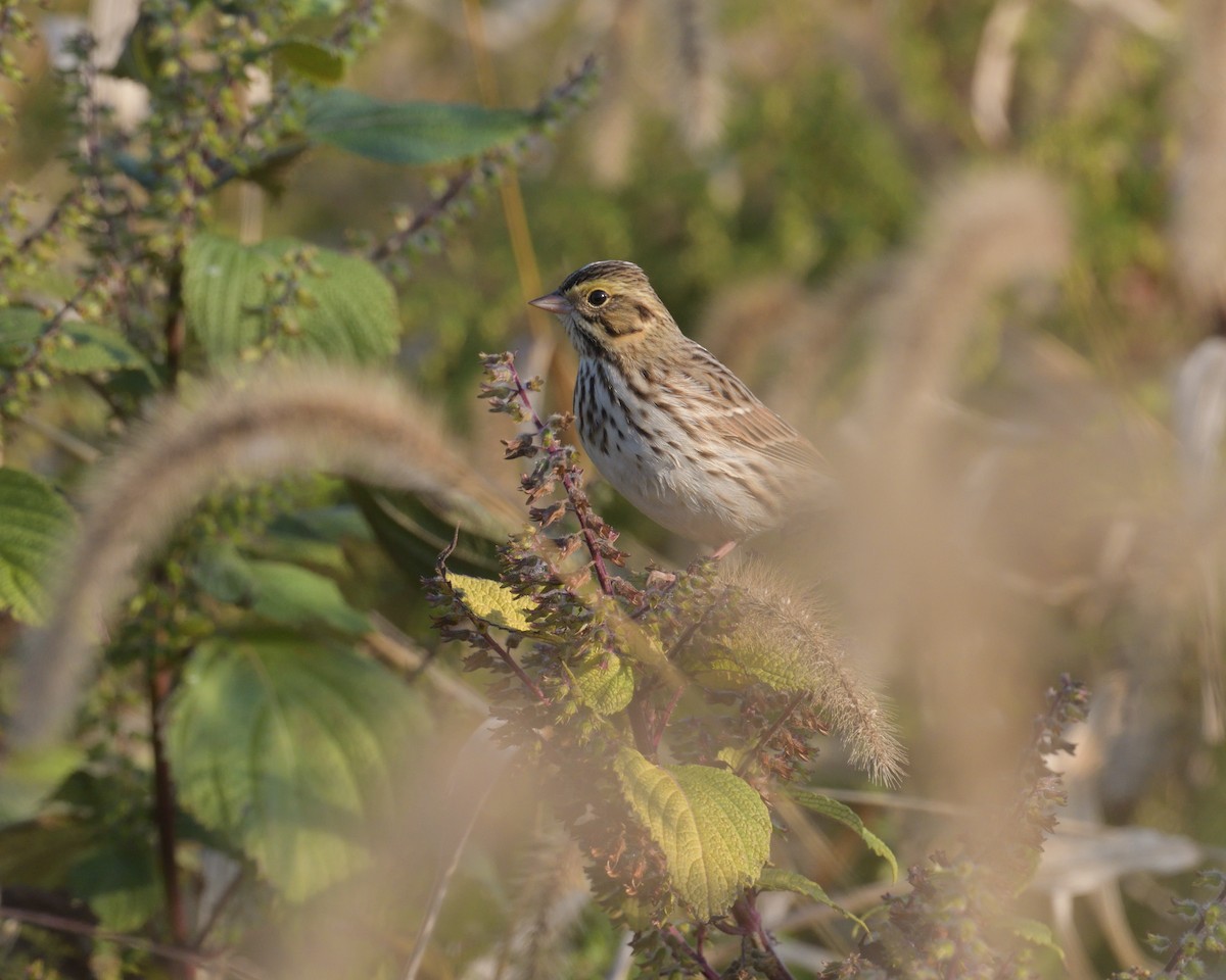 Savannah Sparrow - ML625431775