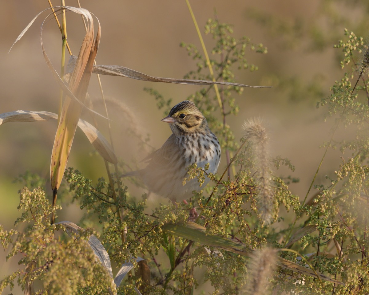 Savannah Sparrow - ML625431776