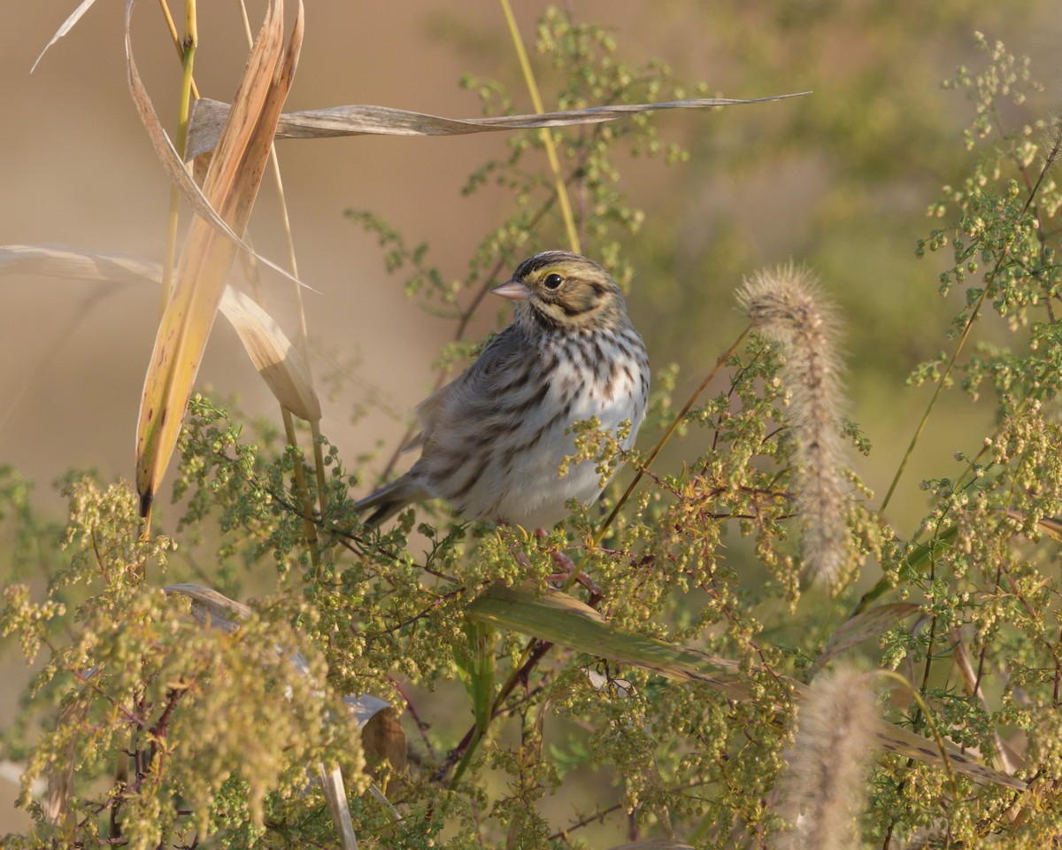 Savannah Sparrow - ML625431777