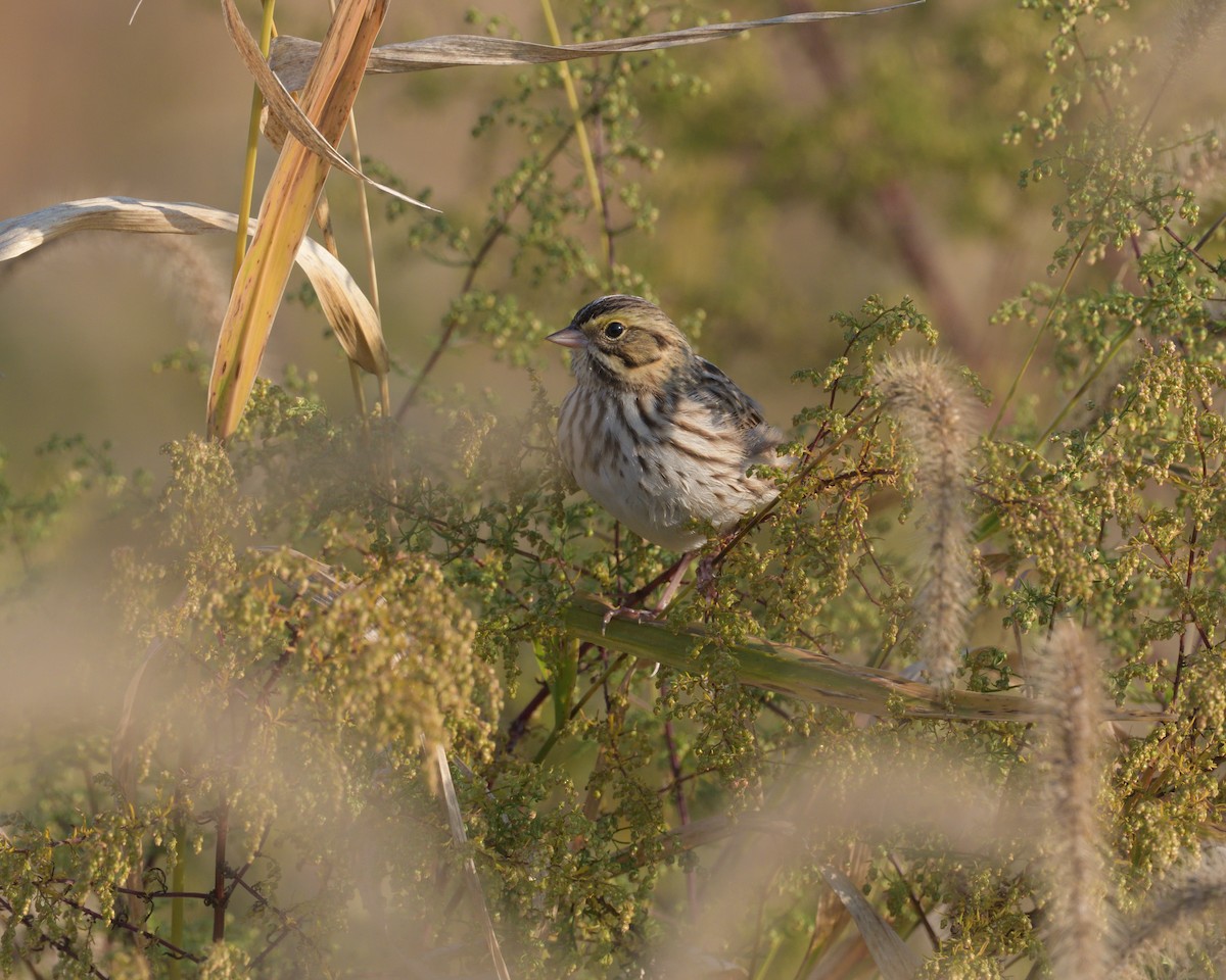 Savannah Sparrow - ML625431778