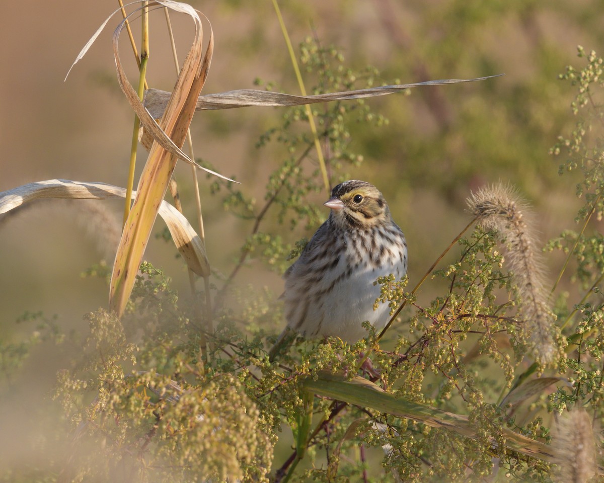 Savannah Sparrow - ML625431779