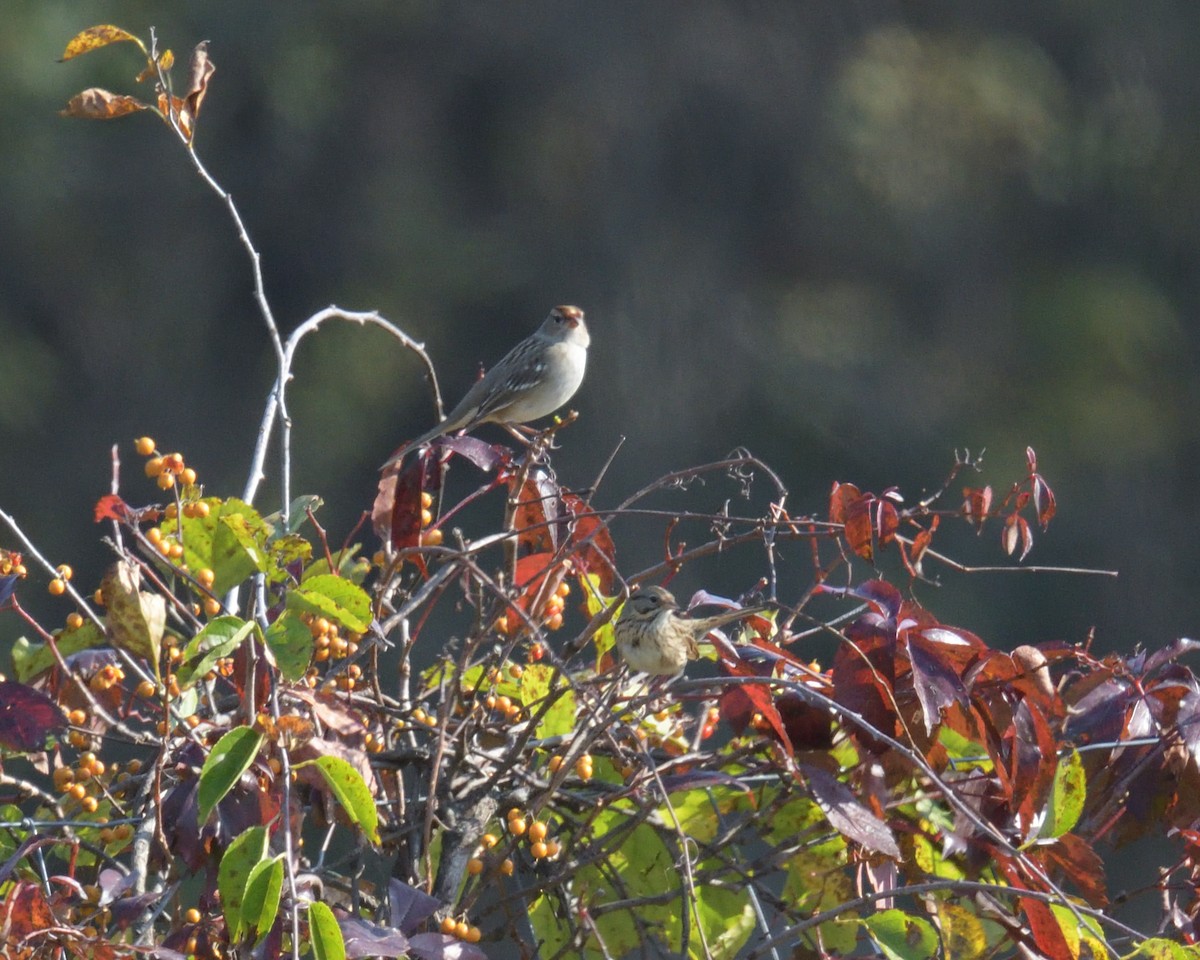 Lincoln's Sparrow - ML625431797