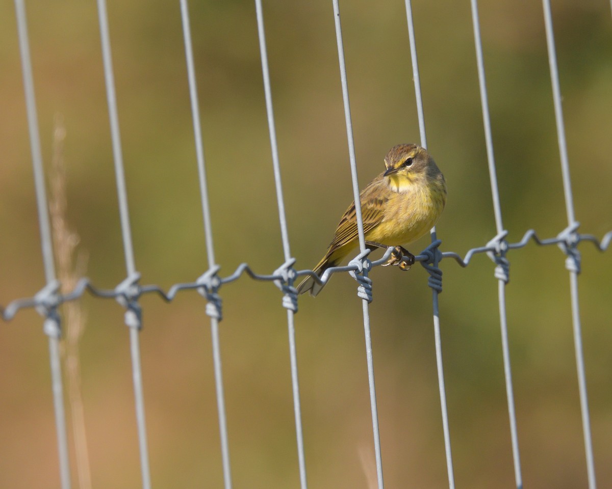 Palm Warbler (Yellow) - ML625431800