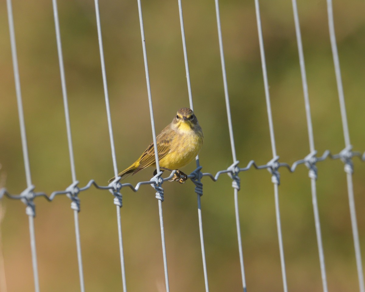 Palm Warbler (Yellow) - ML625431801