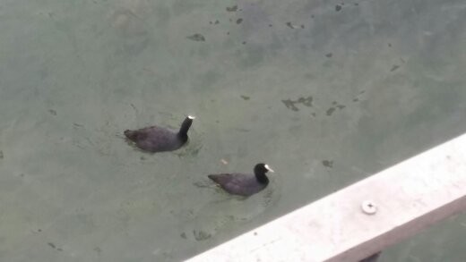 Eurasian Coot - ML625431835
