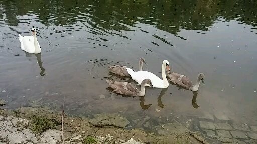 Mute Swan - ML625431860
