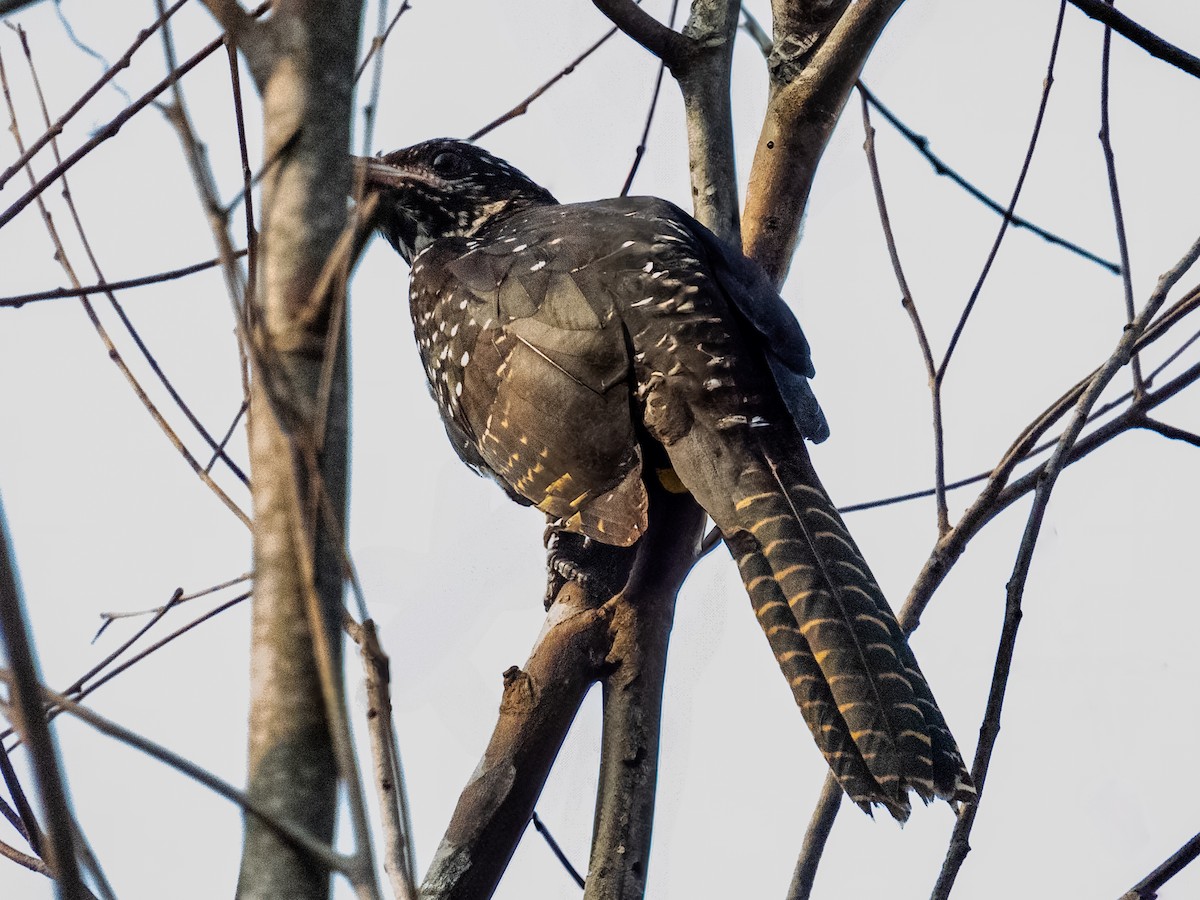 Asian Koel - ML625431876