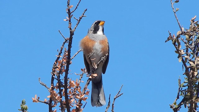 Saltator du Chaco - ML625431968