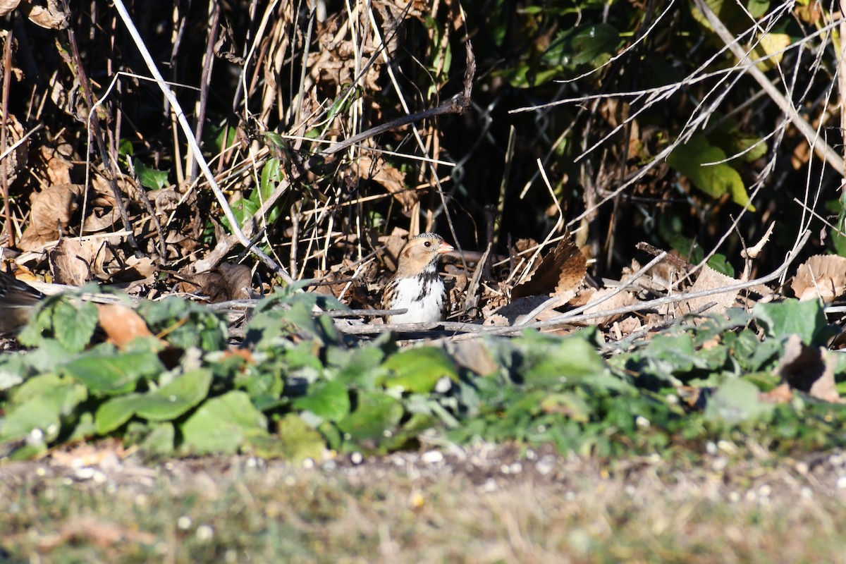 Harris's Sparrow - ML625431981