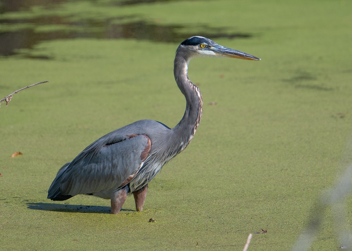Great Blue Heron - ML625432244