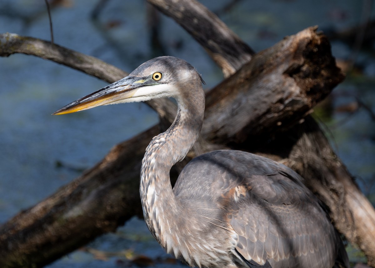Great Blue Heron - ML625432256