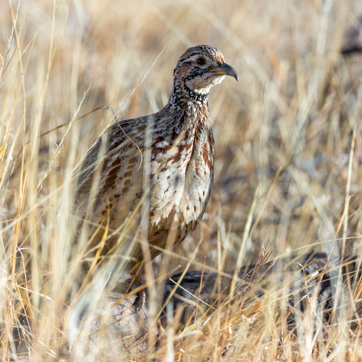 Francolin d'Archer - ML625432359