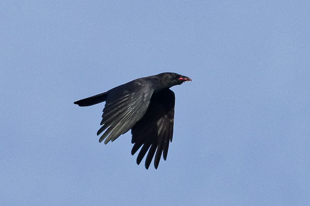 American Crow - ML625432371